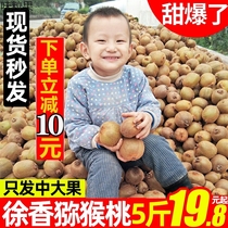 Shaanxi Brow County Xu Xiangqi Exotic Fruits Fresh Fruits When Season the whole box of Monkey Peach Should Be the Golden Monkey Peach Kiwi