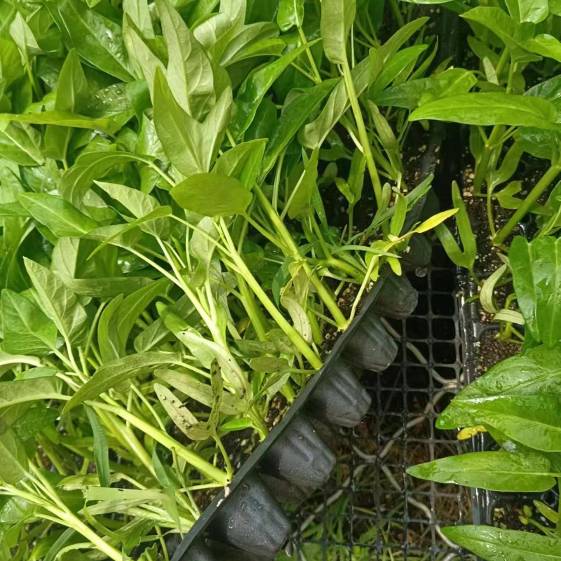 空心菜苗带根三叉柳叶四季空心菜种籽原土发货阳台盆栽高产蔬菜苗,淘宝优惠券,粉丝福利购,淘宝优惠卷