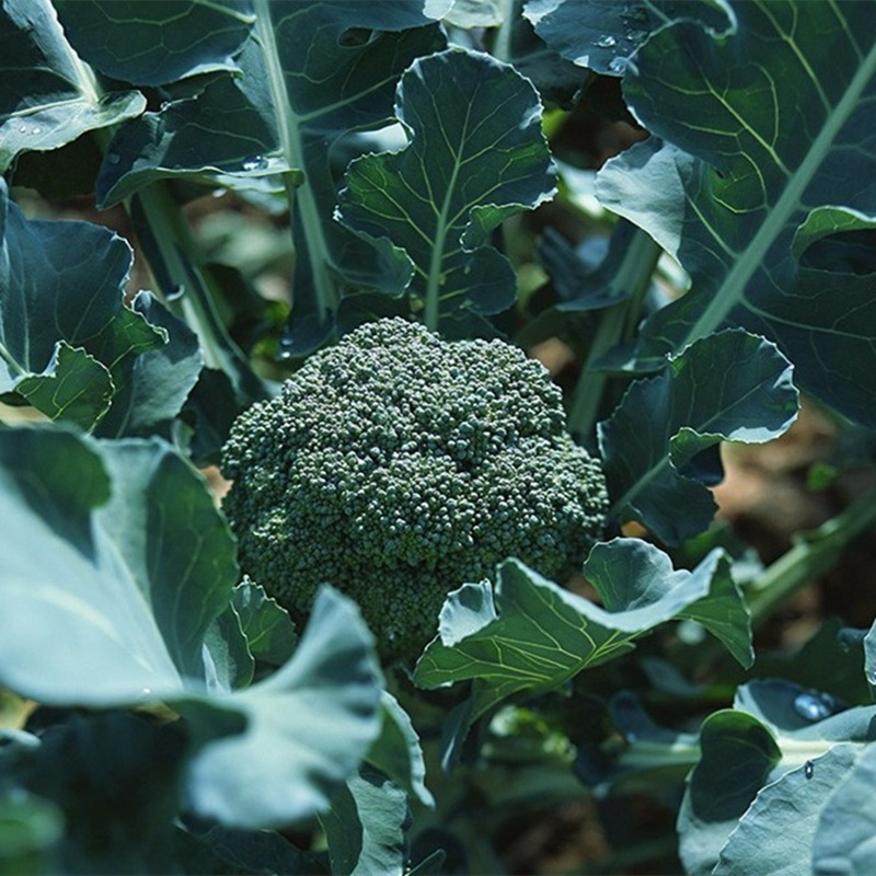 耐寒西兰花苗秧早熟青花苗种籽子优秀西蓝花幼苗秋冬季盆栽蔬菜苗,淘宝优惠券,粉丝福利购,淘宝优惠卷