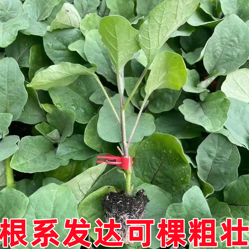 紫把长茄苗嫁接苗大龙茄子苗紫红线茄孑苗圆茄青茄秧四季种蔬菜苗 - 图2