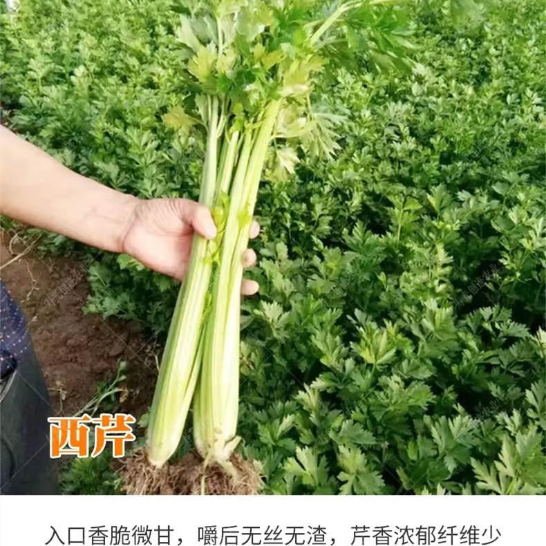 皇后西芹种子苗大芹菜种籽孑四季高产菜苗秧苗菜种蔬菜苗阳台盆栽-图1