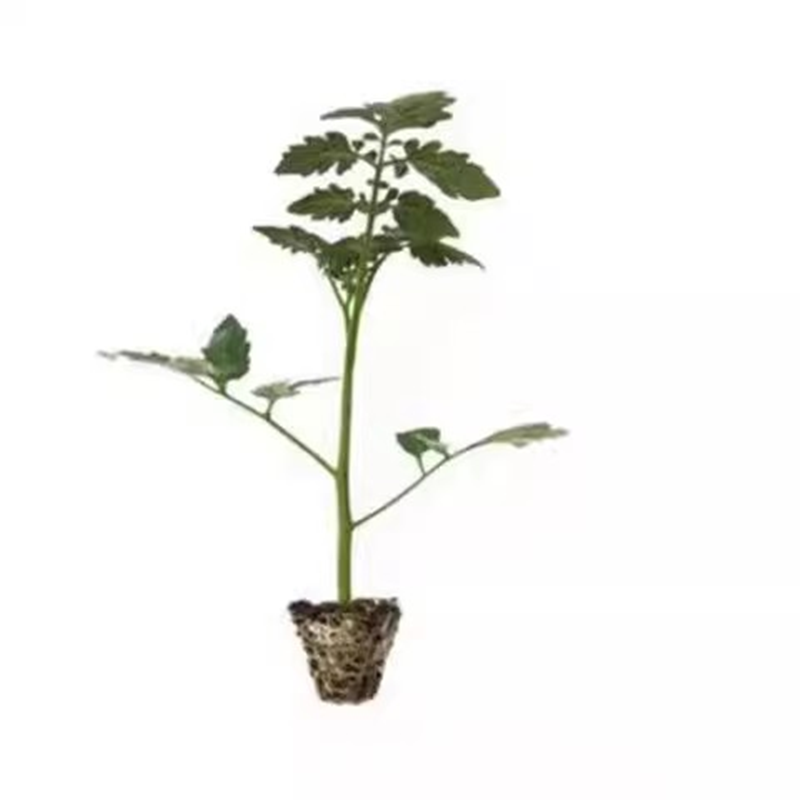 千禧圣女果苗秧苗超甜粉贝贝小番茄苗水果西红柿四季阳台盆栽菜苗,淘宝优惠券,粉丝福利购,淘宝优惠卷