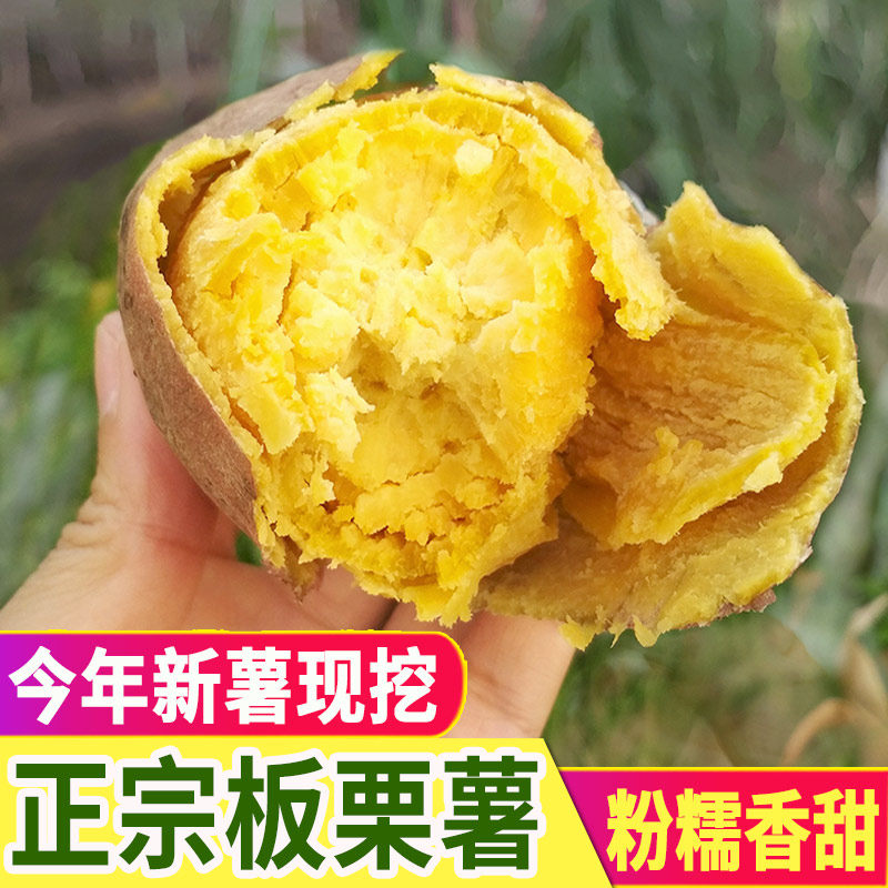 板栗红薯新鲜农家自种黄心栗子干面地瓜现挖粉糯甜鸡蛋黄番薯 5斤