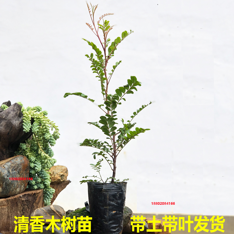 正宗清香木盆栽花卉室内外驱蚊草植物树苗造型盆景九里香绿植庭院