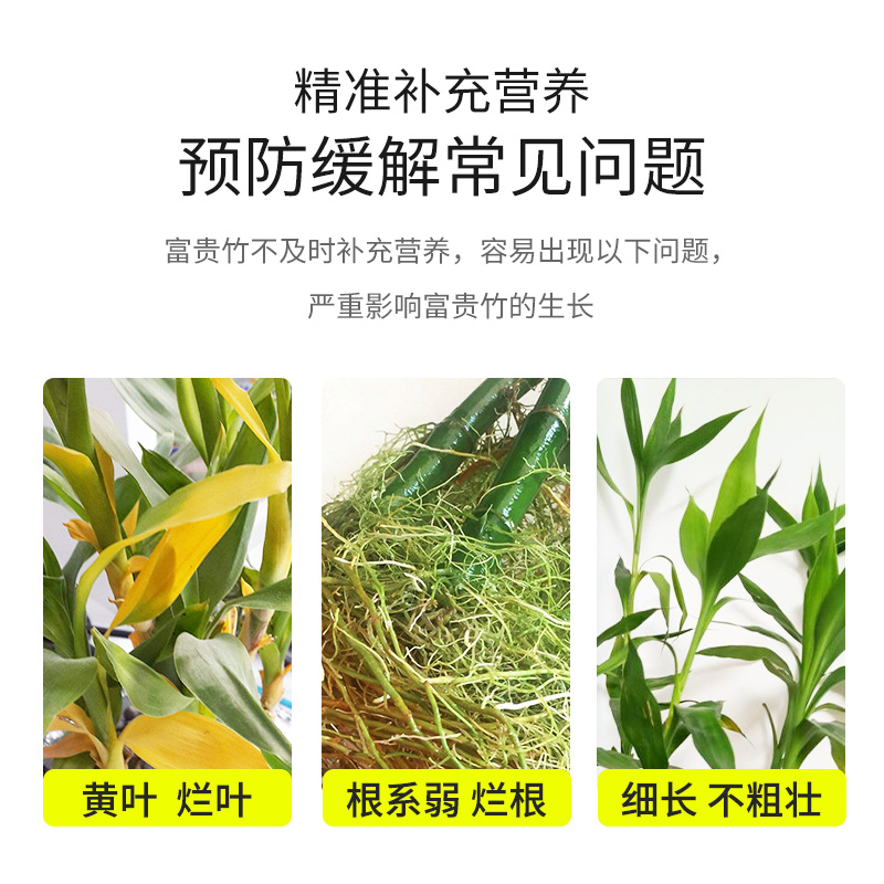 富贵竹专用营养液水培植物生根节节高转运竹水竹观音竹通用型肥料-图0