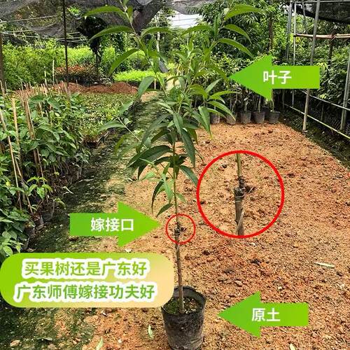 鹰嘴桃树果苗脆甜桃树苗桃子树嫁接苗南方北方种植特大树果树果苗 - 图0