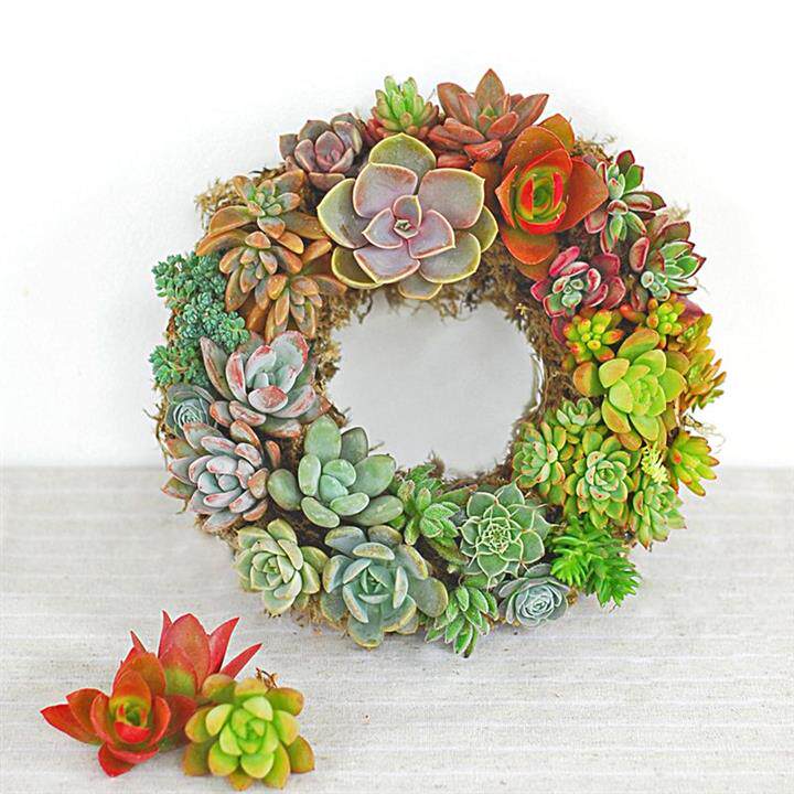 植物鉄艺花环推荐品牌 新人首单立减十元 21年6月 淘宝海外