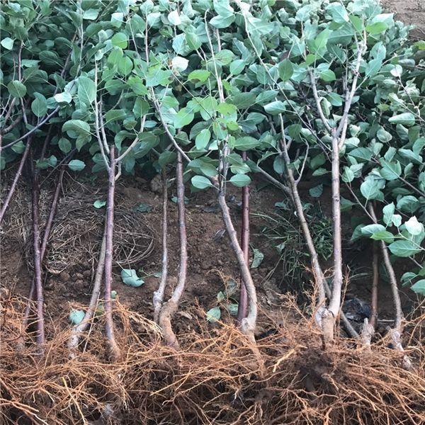 新红星苹果树苗南北方庭院地栽种植阳台盆栽嫁接果树特大当年结果