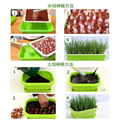 火葱头四季小香葱种子种头蒜葱小葱种籽红葱头阳台蔬菜盆栽葱种孑 - 图2