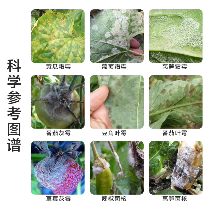 飞灰霜灭草莓番茄黄瓜葡萄灰霉病霜霉病叶霉病菌核病专用生物菌剂-图1