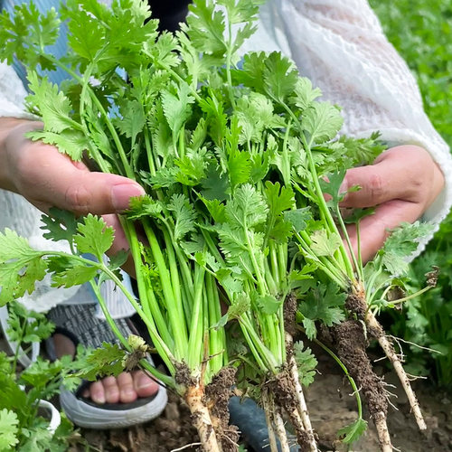 香菜种子耐热四季芫荽种籽露天基地用阳台蔬菜盆栽小菜园种植套装 - 图0
