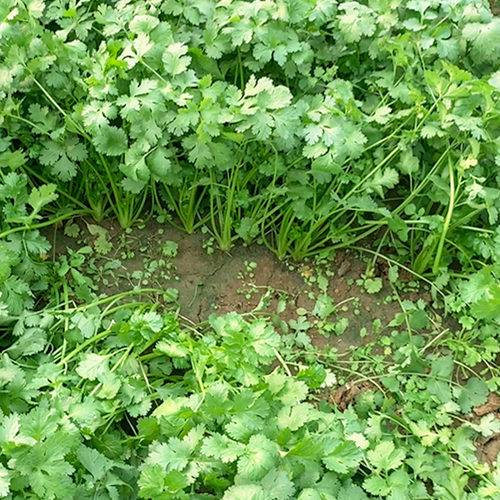 香菜种子耐热四季芫荽种籽露天基地用阳台蔬菜盆栽小菜园种植套装 - 图2