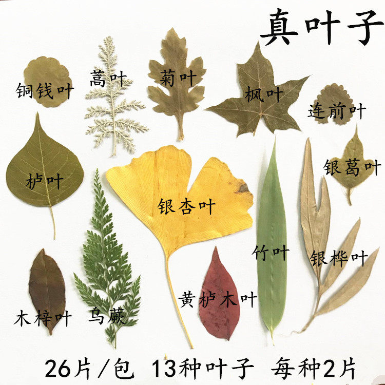认识树叶的名称和图片,叶子的种类名称及图片,各种树叶图片和名字(第5页)_大山谷图库