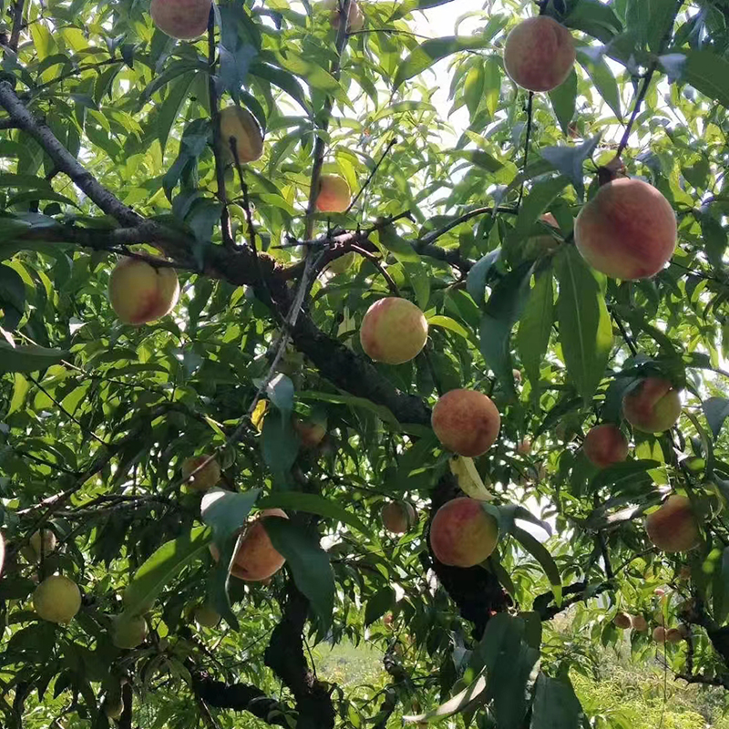 正宗现摘现发湖北麻城血桃新鲜大果5斤红心毛脆桃胭脂红水密桃子 - 图1