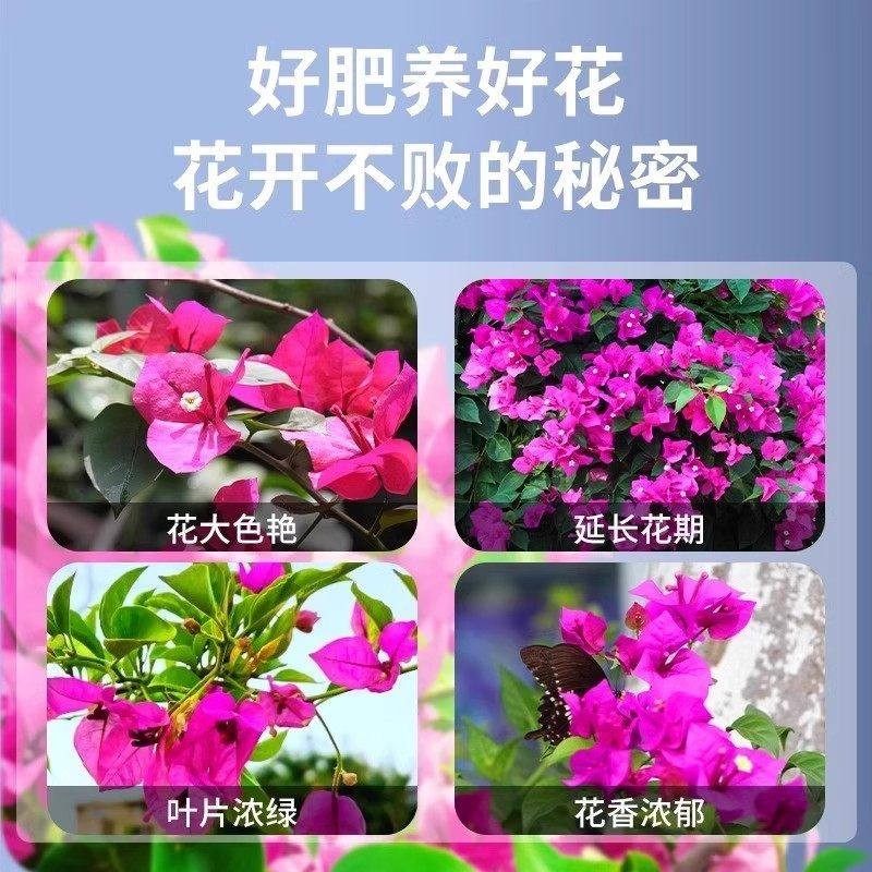 家用正品强效快速开花粉通用型玫瑰月季花爆花盆栽花卉植物通用型,淘宝优惠券,粉丝福利购,淘宝优惠卷