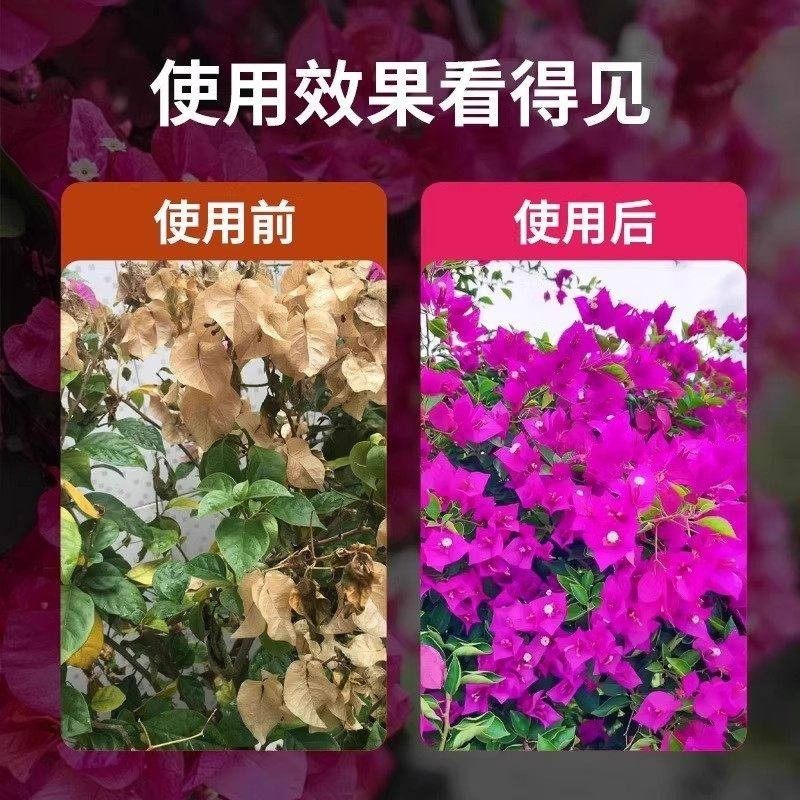 家用正品强效快速开花粉通用型玫瑰月季花爆花盆栽花卉植物通用型,淘宝优惠券,粉丝福利购,淘宝优惠卷