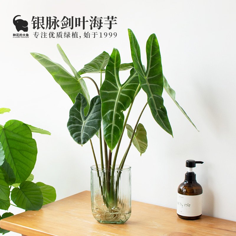 种花的大象银脉剑叶海芋水培热带绿植室内办公桌植物大仙好养