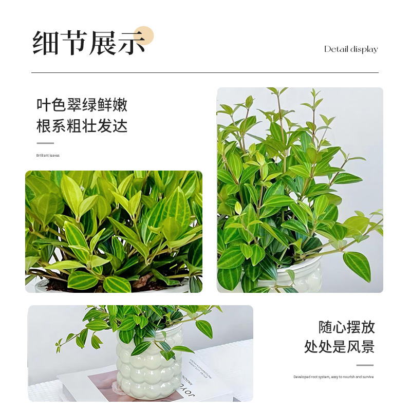 【直播专享】种花的大象桌面绿植钻石翡翠油画吊兰植物室内盆栽