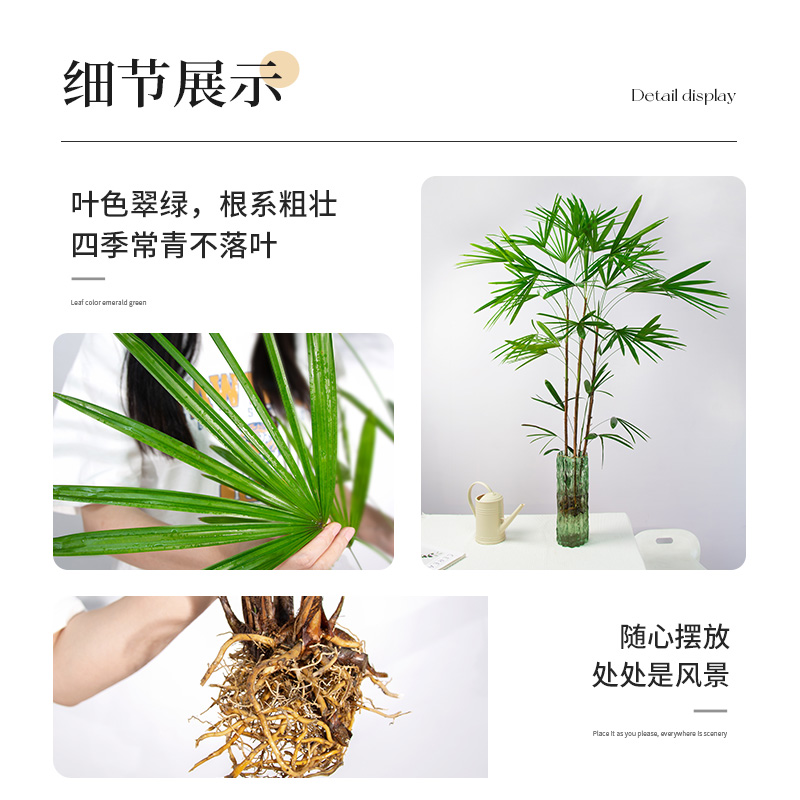 【吴先森的复式】种花的大象棕竹盆栽室内植物大型绿植客厅落地