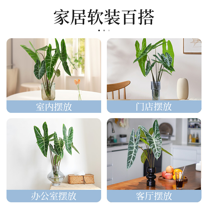 种花的大象银脉剑叶海芋水培热带绿植室内办公桌植物大仙好养