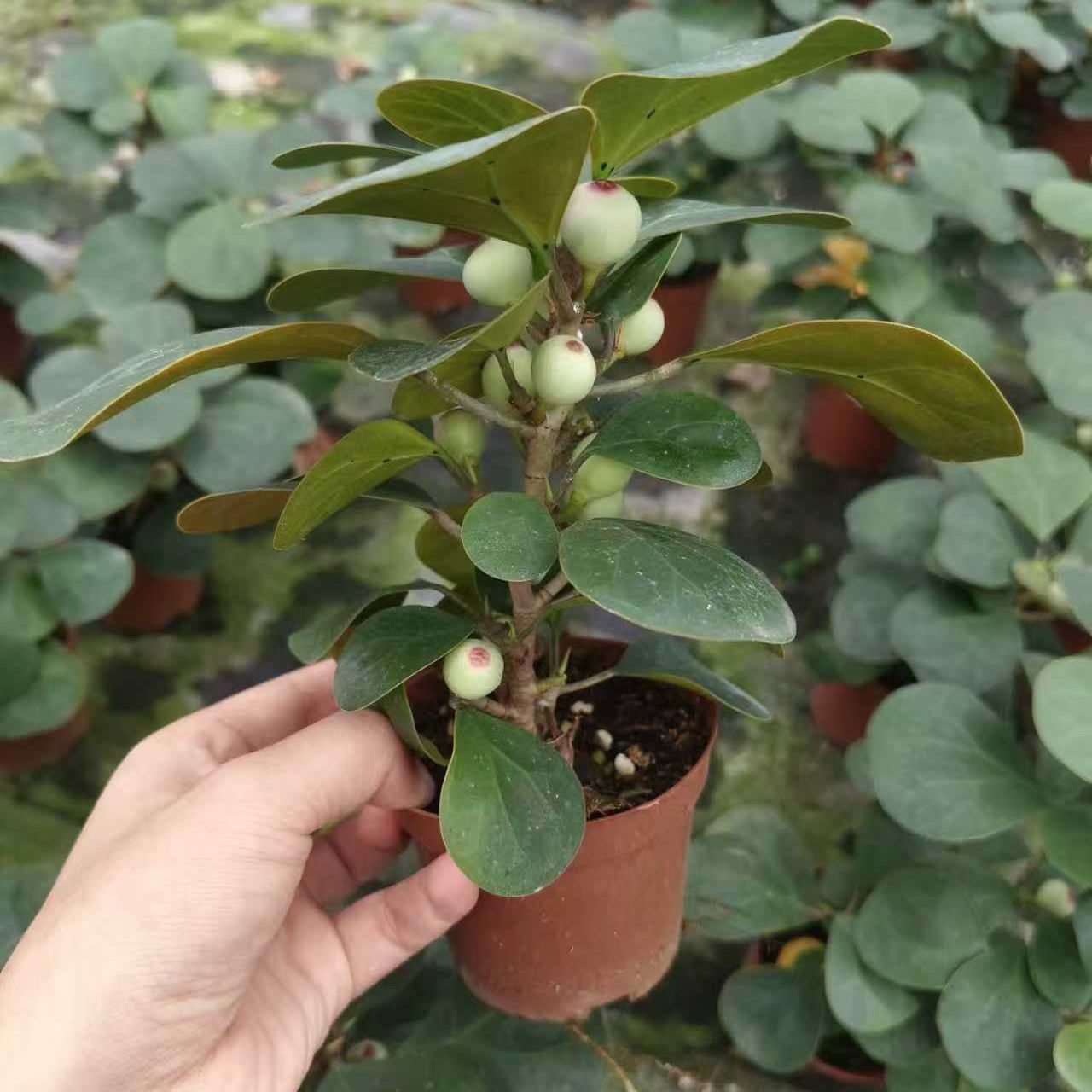 小盼菩提带果盆栽办公室内桌面绿植好养易活水培植物花卉净化空气 - 图1