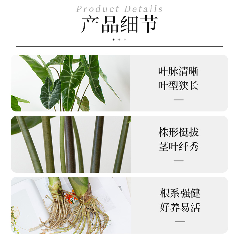 种花的大象银脉剑叶海芋水培热带绿植室内办公桌植物大仙好养