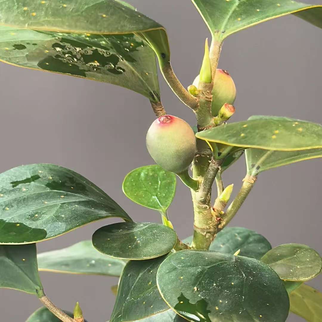 小盼菩提带果盆栽办公室内桌面绿植好养易活水培植物花卉净化空气 - 图2