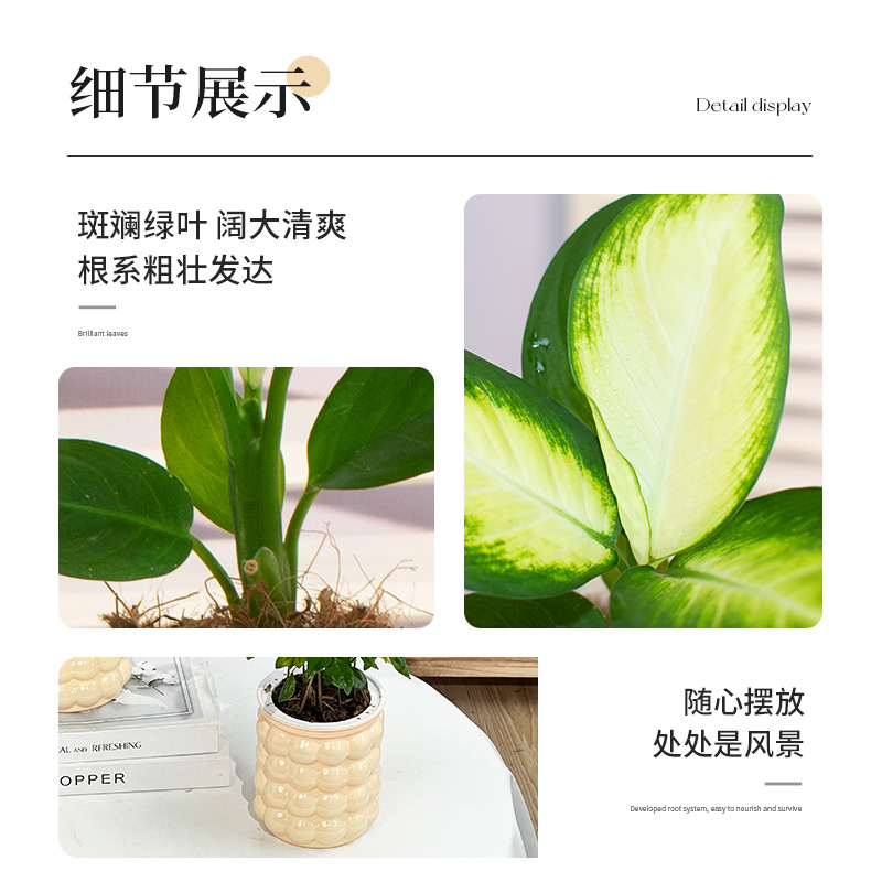 【小王子直播】种花的大象桌面绿植发财树植物金钻室内好养吸甲醛-图0