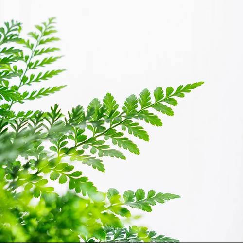 吉姆蕨网红植物盆栽绿植室内净化空气花卉水培蕨类观叶好养盆栽花 - 图1