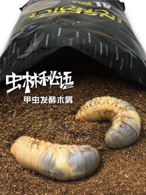 甲虫王 新人首单立减十元 21年9月 淘宝海外