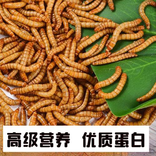 活体面包虫宠物活饵透气盒发货不闷死守宫蜥蜴角蛙鸟类高蛋白饲料 - 图3