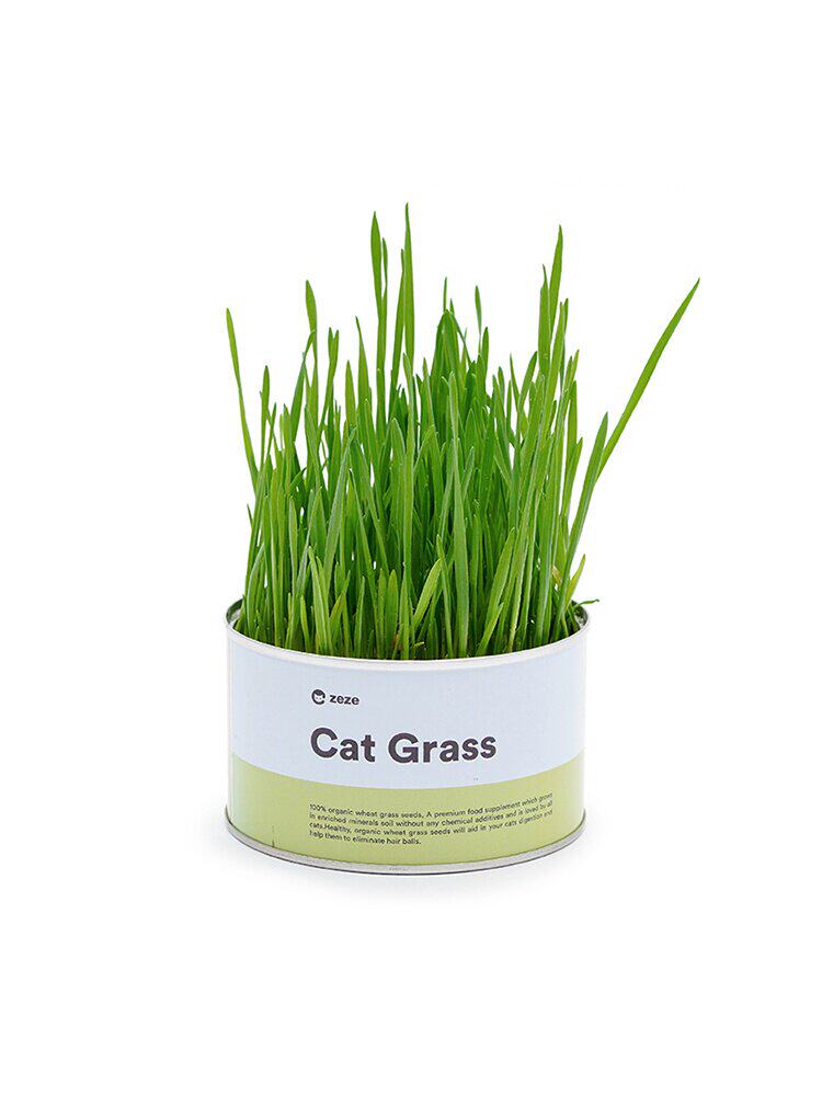 猫薄荷盆栽推荐品牌 新人首单立减十元 21年6月 淘宝海外