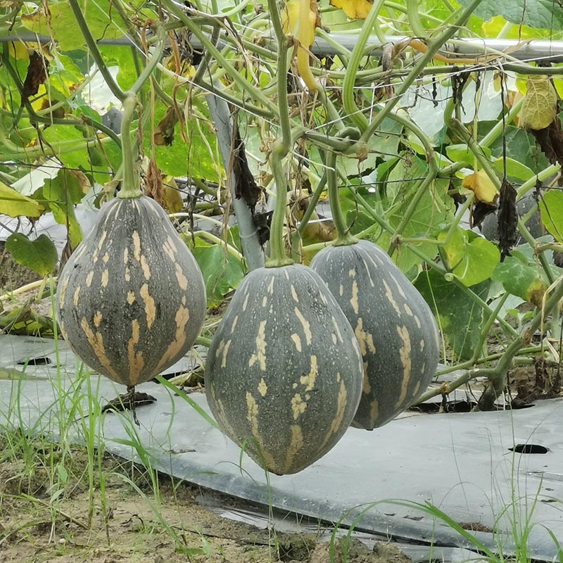 和利农 正源广东富都香芋南瓜种子粉糯香甜南瓜种籽板栗味蔬菜孑 - 图2