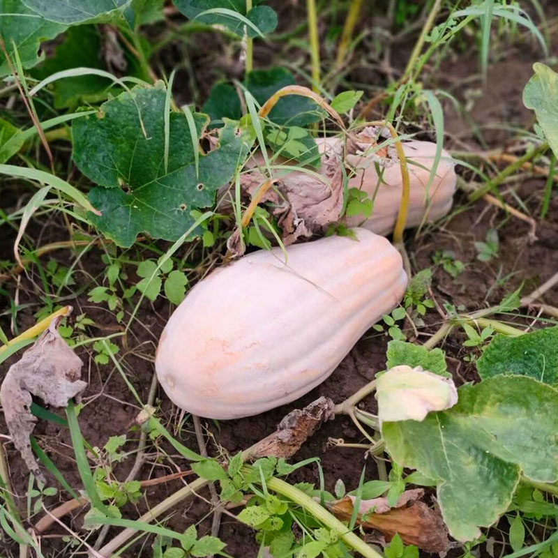 和利农 正源大果金蜜蜜本南瓜种籽食用粉糯香甜高产蔬菜种籽孑,淘宝优惠券,粉丝福利购,淘宝优惠卷