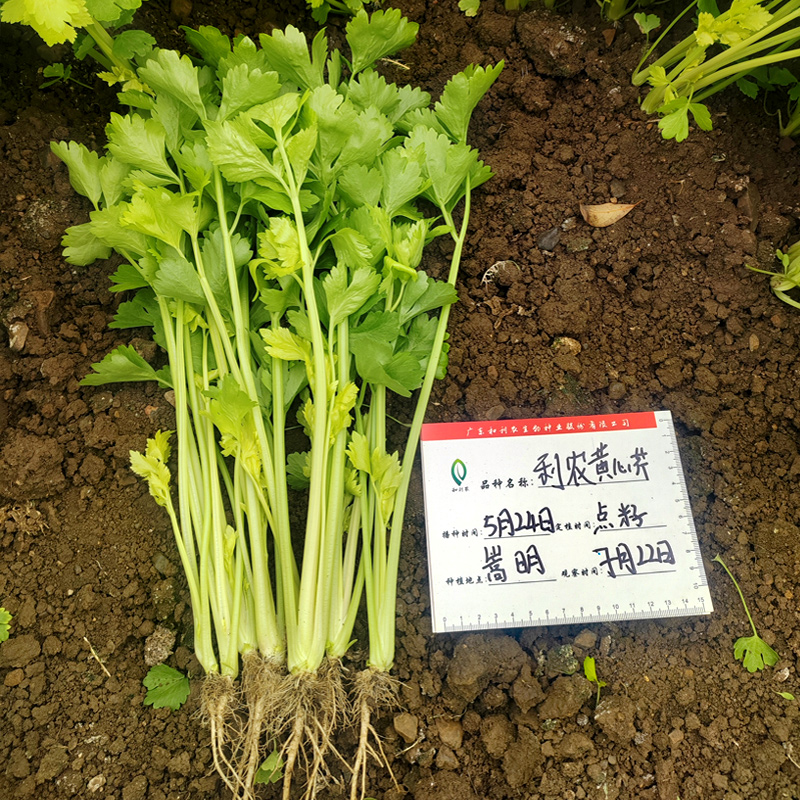 和利农正源四季半青白黄心芹种子小香芹种籽黄嫩芹菜小青菜种孑-图2