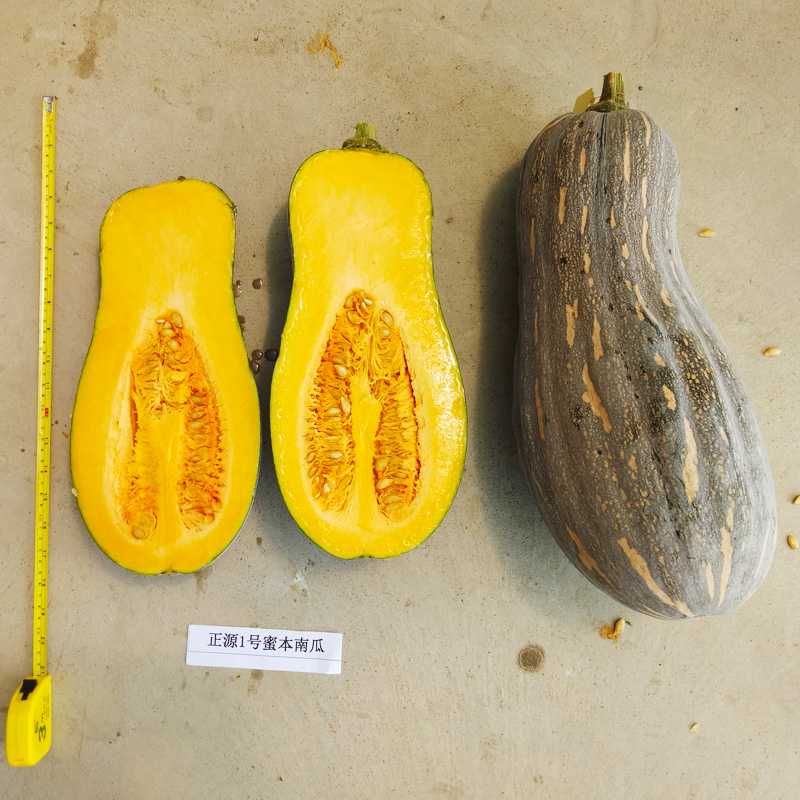 和利农 正源利农2号蜜本南瓜种子食用粉糯香甜高产四季蔬菜种籽孑,淘宝优惠券,粉丝福利购,淘宝优惠卷