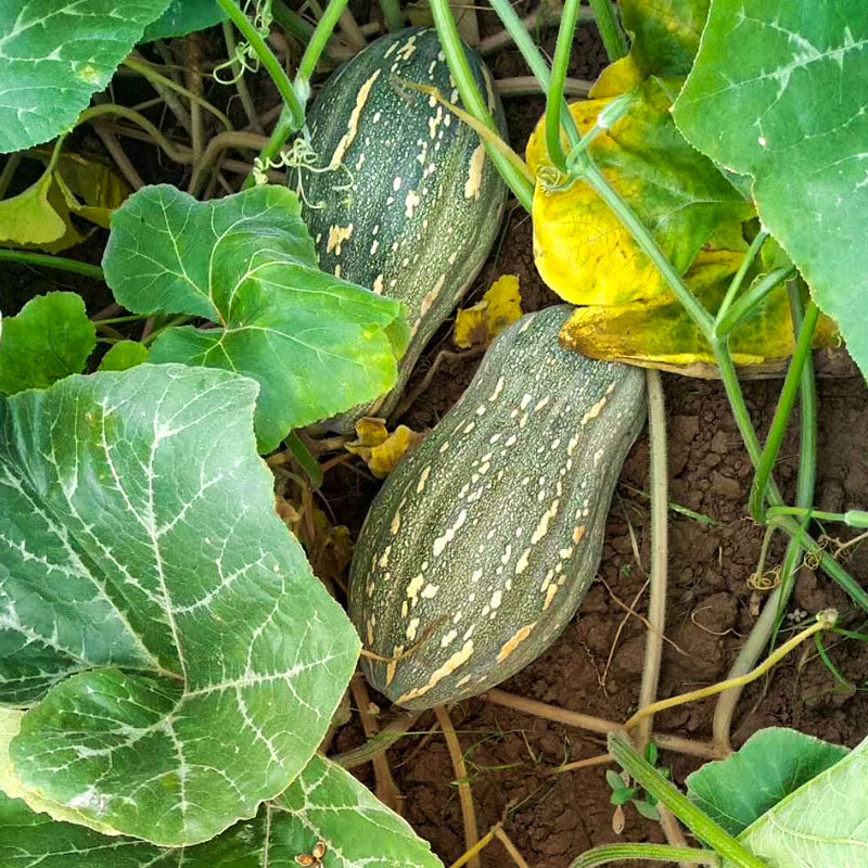 和利农 正源大果金蜜蜜本南瓜种籽食用粉糯香甜高产蔬菜种籽孑,淘宝优惠券,粉丝福利购,淘宝优惠卷