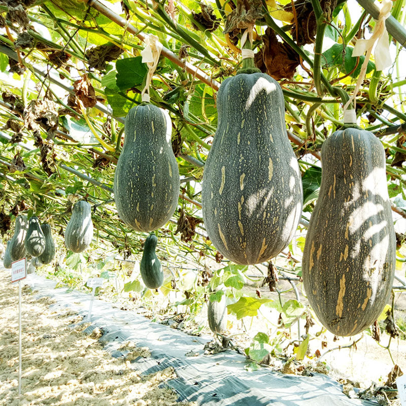 和利农 正源利农2号蜜本南瓜种子食用粉糯香甜高产四季蔬菜种籽孑,淘宝优惠券,粉丝福利购,淘宝优惠卷