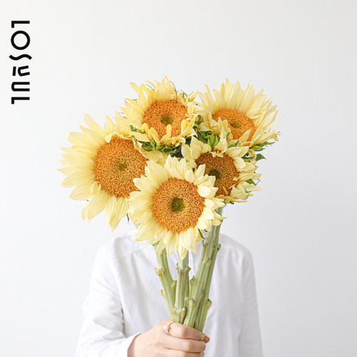 梵高向日葵泰迪油画重瓣花材多头送女朋友鲜花观赏期长礼物母亲节 - 图2