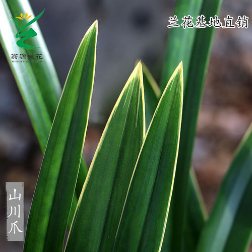 翁源兰花喜花里墨兰金边企黑报岁兰带花室内好养浓香绿植花卉盆栽 - 图0