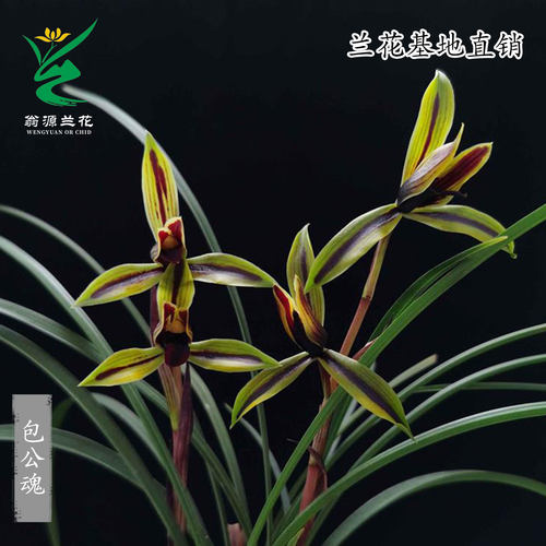 喜花里高端正品春兰花王黑素花包公魂老种宋梅带花浓香好养室内卉 - 图0