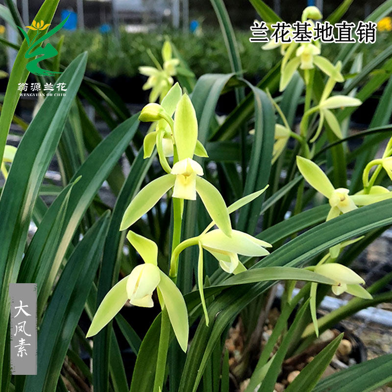 翁源兰花喜花里四季建兰大凤素带花好养室内阳台绿植花卉盆栽,淘宝优惠券,粉丝福利购,淘宝优惠卷
