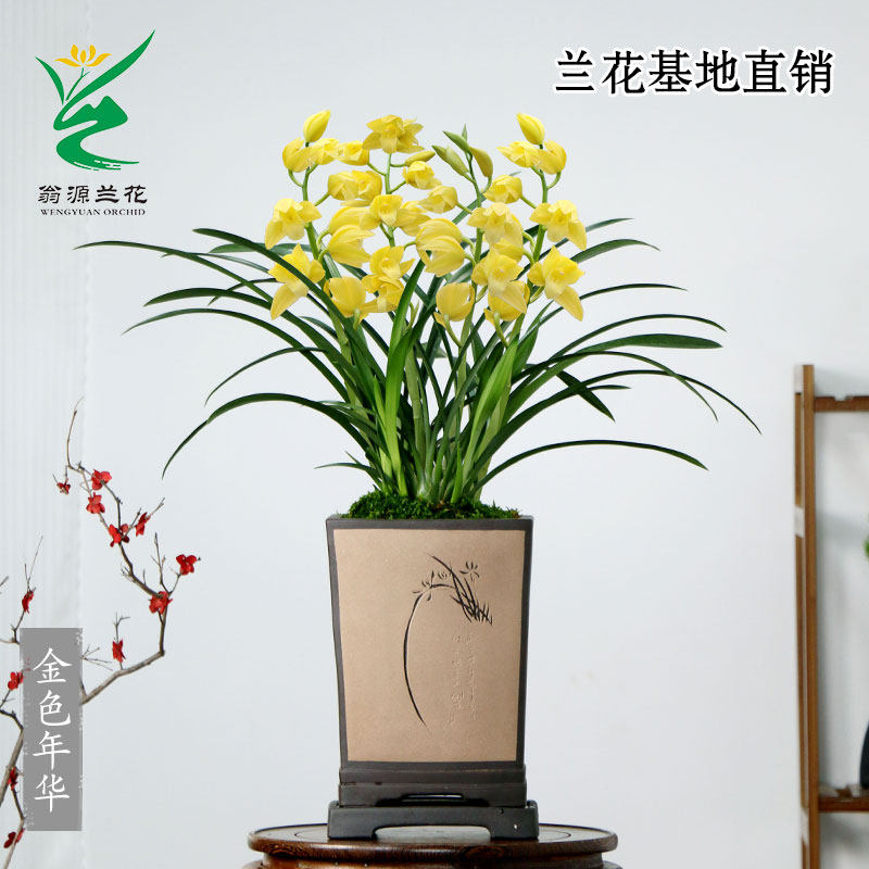 翁源兰花苗喜花里大花蕙兰金色年华小神童浓香型好养室内绿植花卉,淘宝优惠券,粉丝福利购,淘宝优惠卷