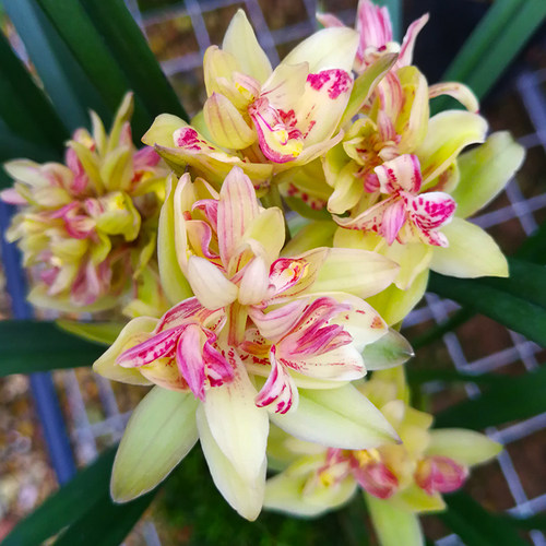 翁源兰花四季建兰正品富山奇蝶带花浓香好养室内桌面绿植花卉盆栽 - 图2