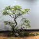 Indoor landscaping high-end simulated green plant feather maple