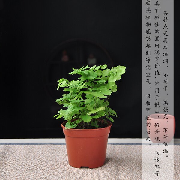 蕨类植物网纹草组合diy微景观盆栽造景室内水培小苗铁线蕨绿植 牌子网