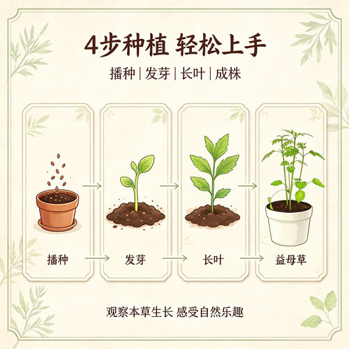 匠心绽放中草药儿童种植小盆栽板蓝根决明子种子儿童阳台植物观察 - 图0