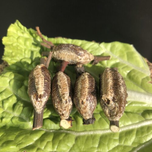 中华大刀螳螂刺花非洲大魔花兰花幽灵广斧活体宠物卵夹爬宠虫活体 - 图3