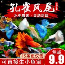 Peacock fish tropical ornamental fish fry small cold water fresh water boutique anchovies anchovies resistant to live small fish living fish