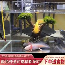 Row Favorites Watch Fish Aquarium Freshwater Cold Water Fish Hexagon Dinosaur Fish Ova Oriental Salamander Goldfish Barking Fish